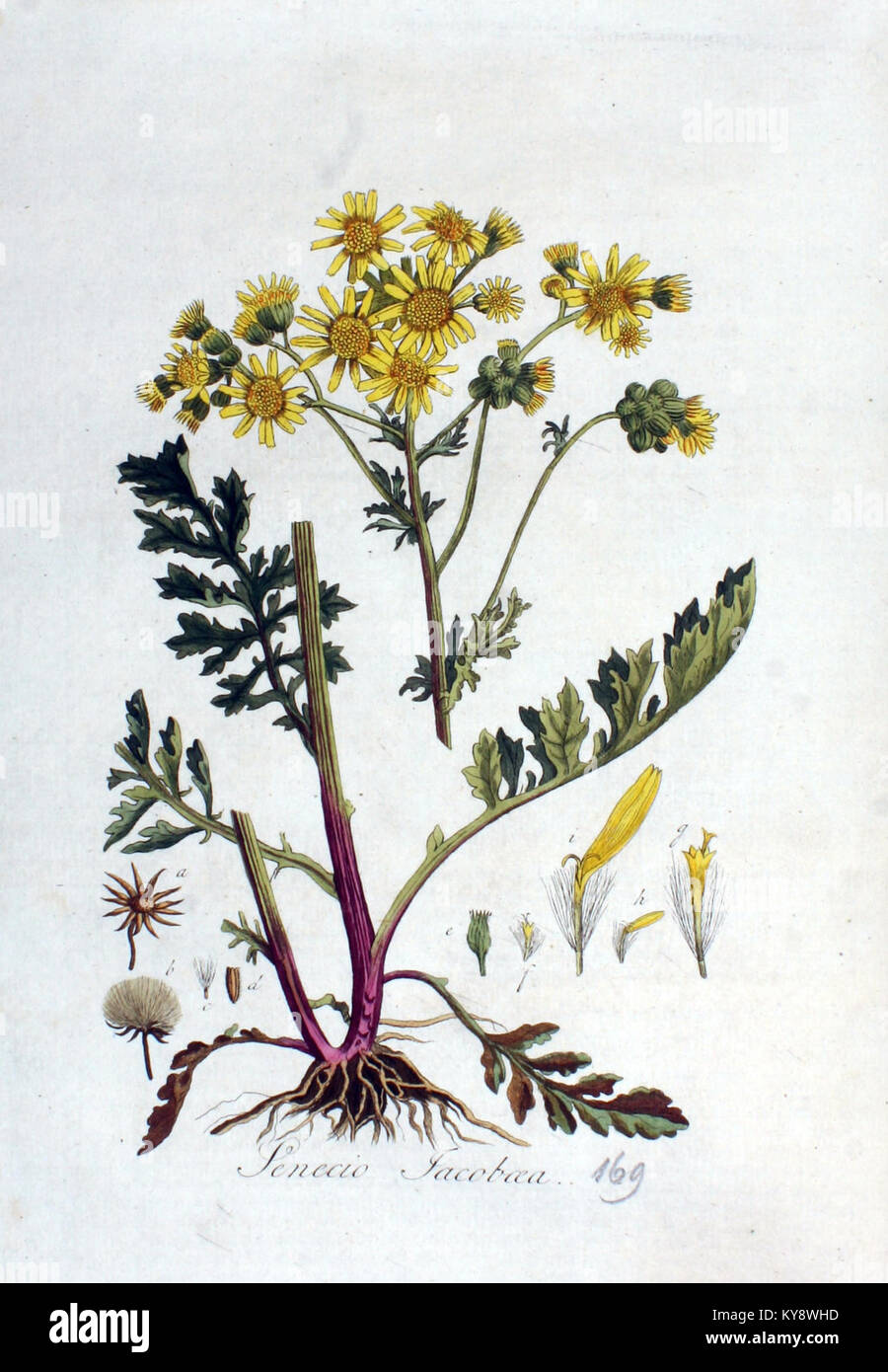 Senecio jacobaea, or ragwort, is a European native plant with yellow ...