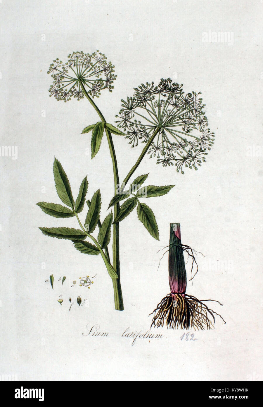 Sium latifolium — Flora Batava — Volume v3 Stock Photo
