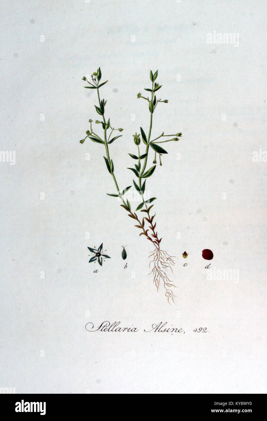 Stellaria alsine — Flora Batava — Volume v7 Stock Photo
