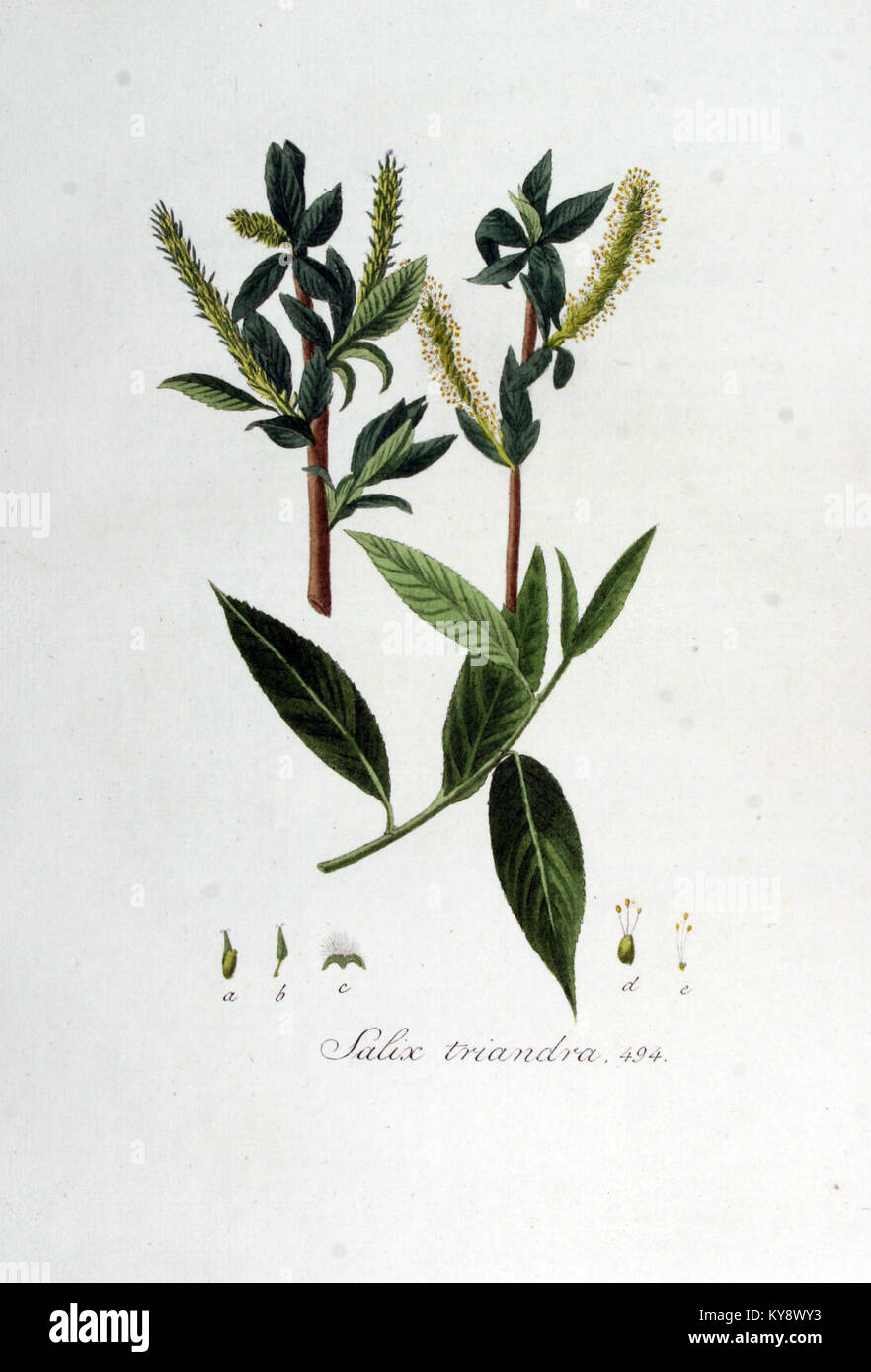 Salix triandra — Flora Batava — Volume v7 Stock Photo