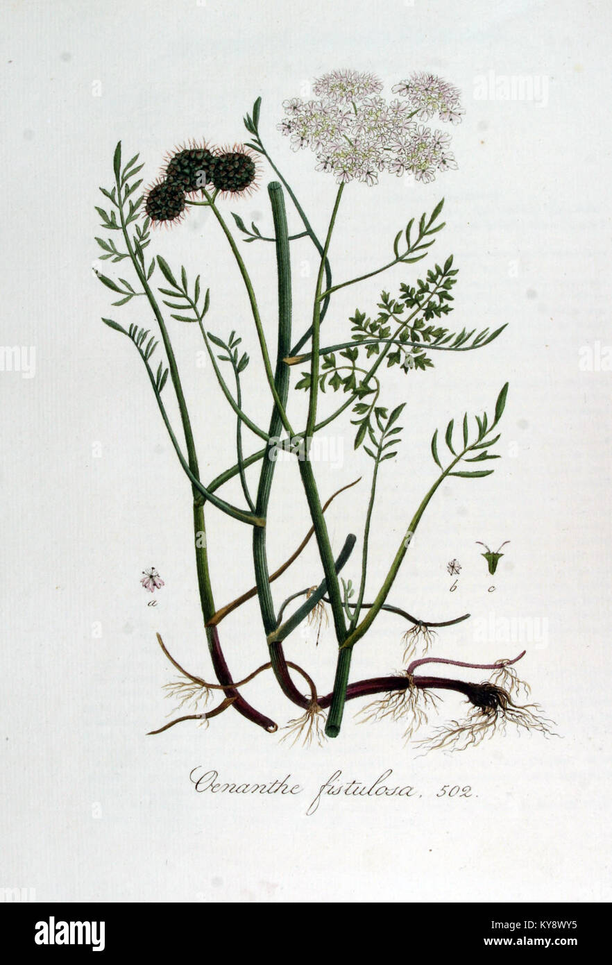 Oenanthe fistulosa — Flora Batava — Volume v7 Stock Photo