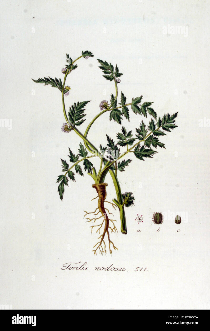 Flora taxonomy illustration record hi-res stock photography and images ...