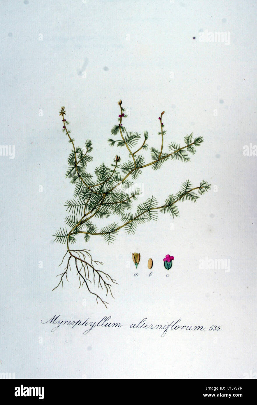 Myriophyllum alterniflorum — Flora Batava — Volume v7 Stock Photo