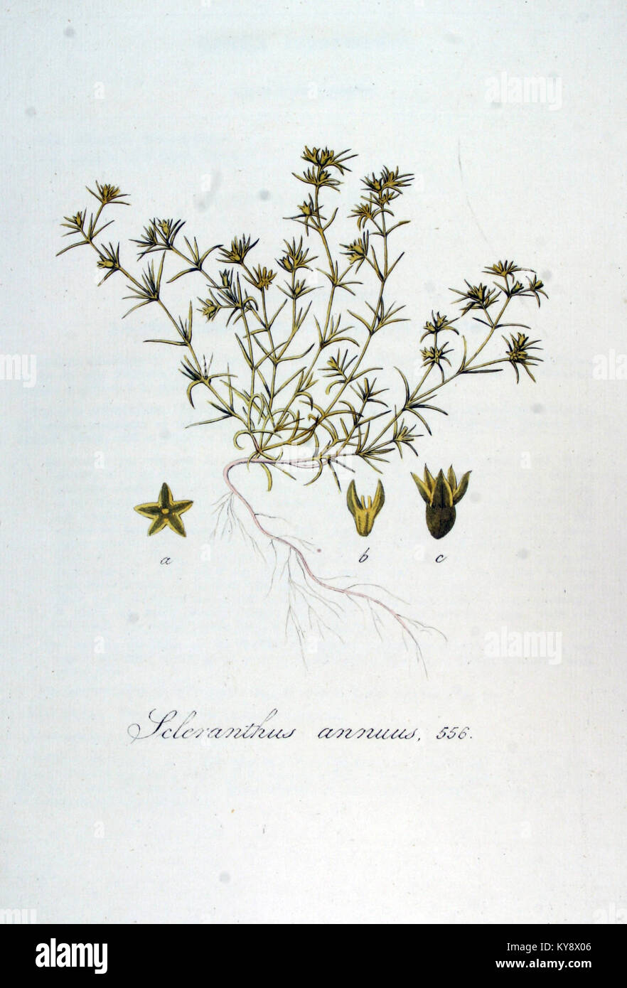 Scleranthus annuus — Flora Batava — Volume v7 Stock Photo