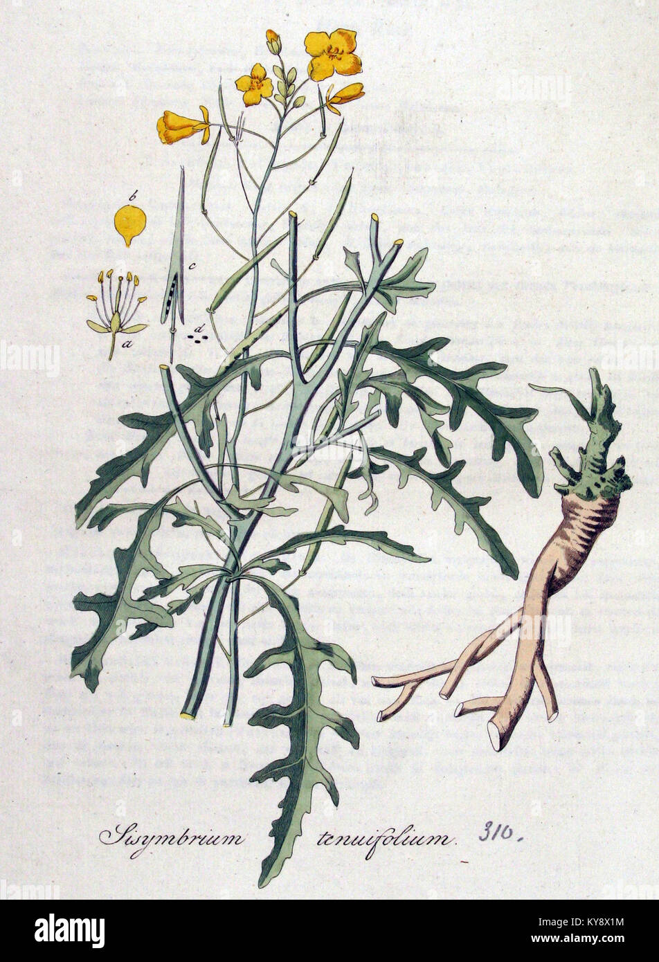 Sisymbrium tenuifolium — Flora Batava — Volume v4 Stock Photo