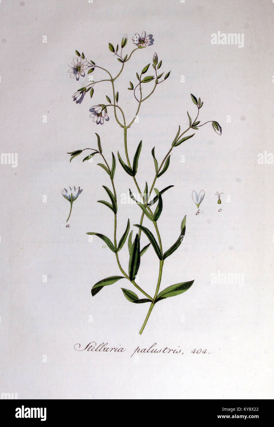 Stellaria palustris — Flora Batava — Volume v6 Stock Photo