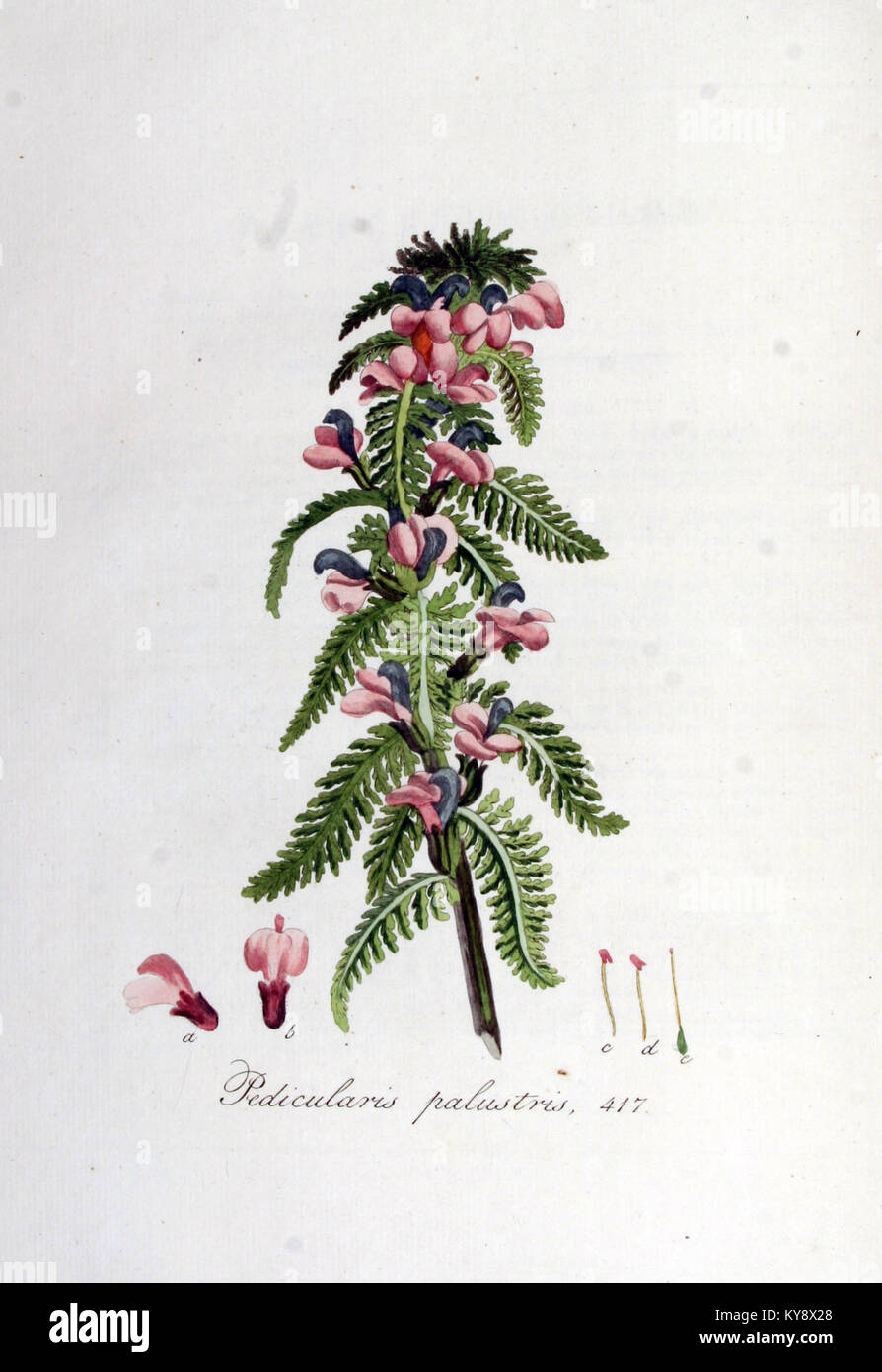 Pedicularis palustris — Flora Batava — Volume v6 Stock Photo