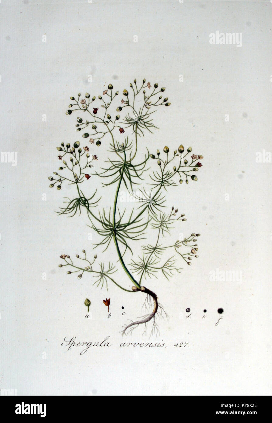 Spergula arvensis — Flora Batava — Volume v6 Stock Photo