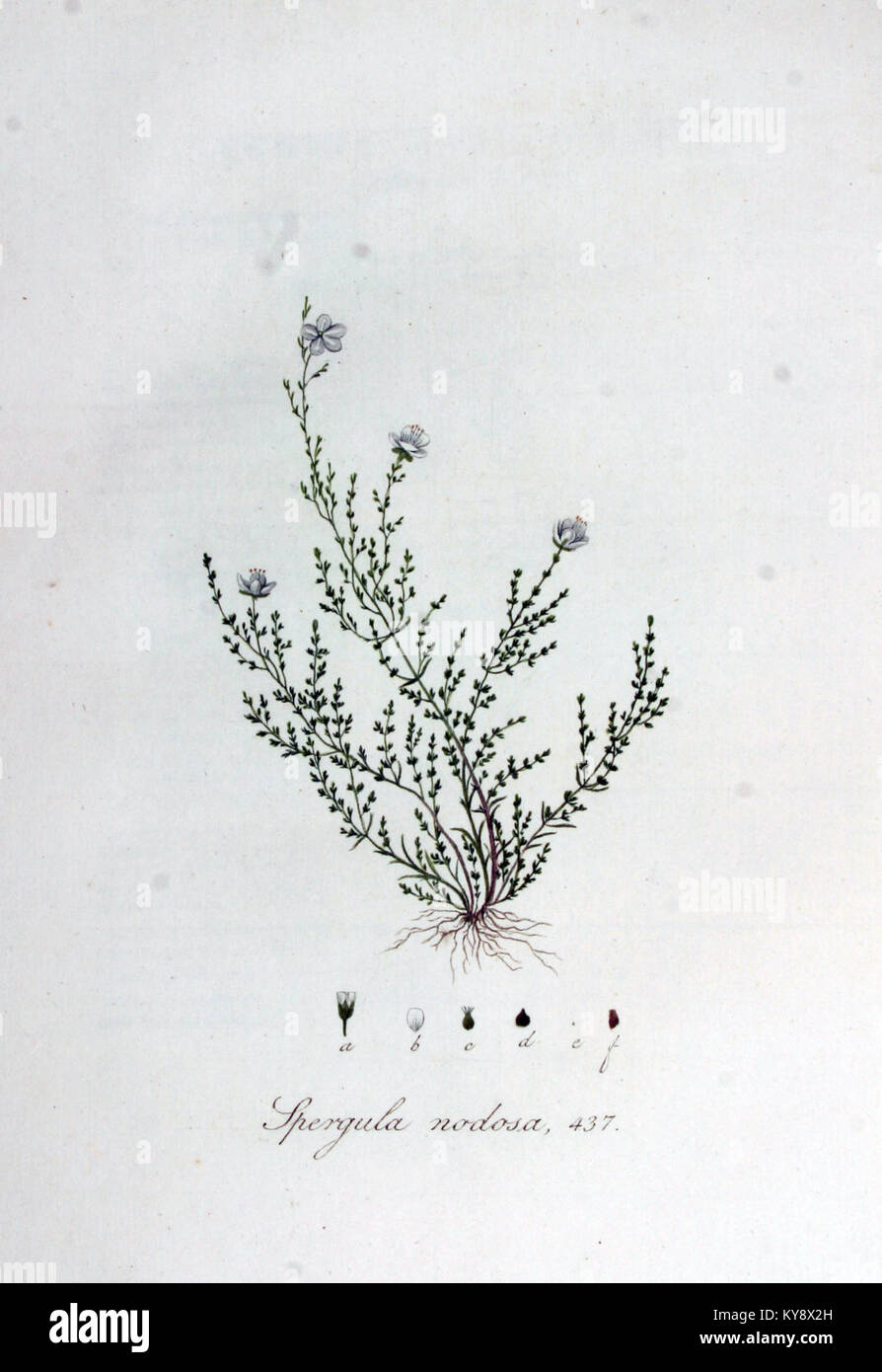 Spergula nodosa — Flora Batava — Volume v6 Stock Photo