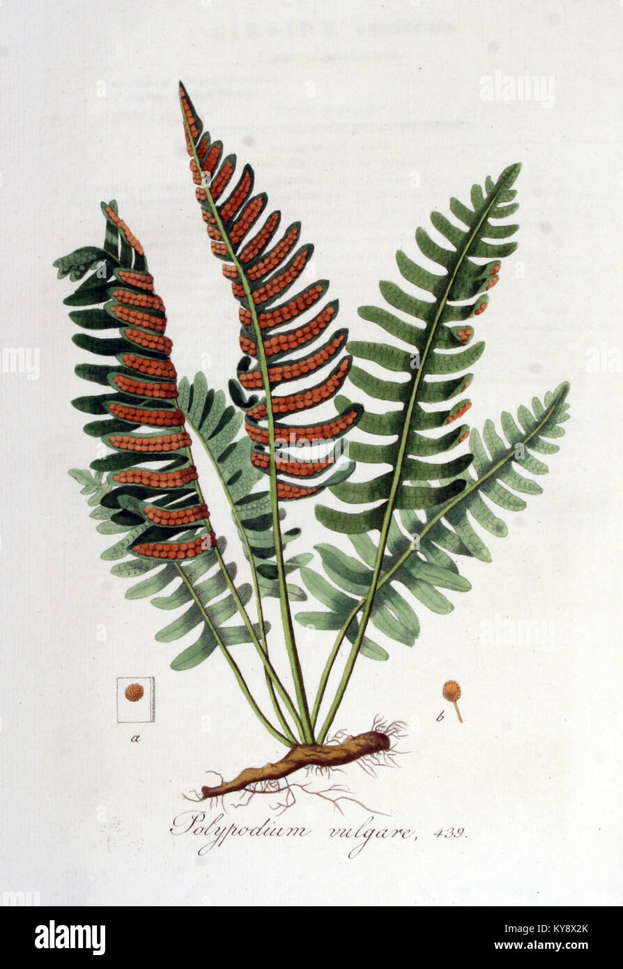 Polypodium vulgare — Flora Batava — Volume v6 Stock Photo