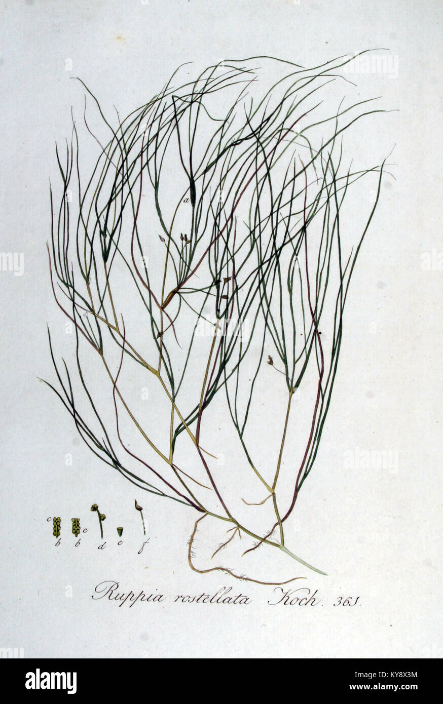 Ruppia rostellata — Flora Batava — Volume v5 Stock Photo