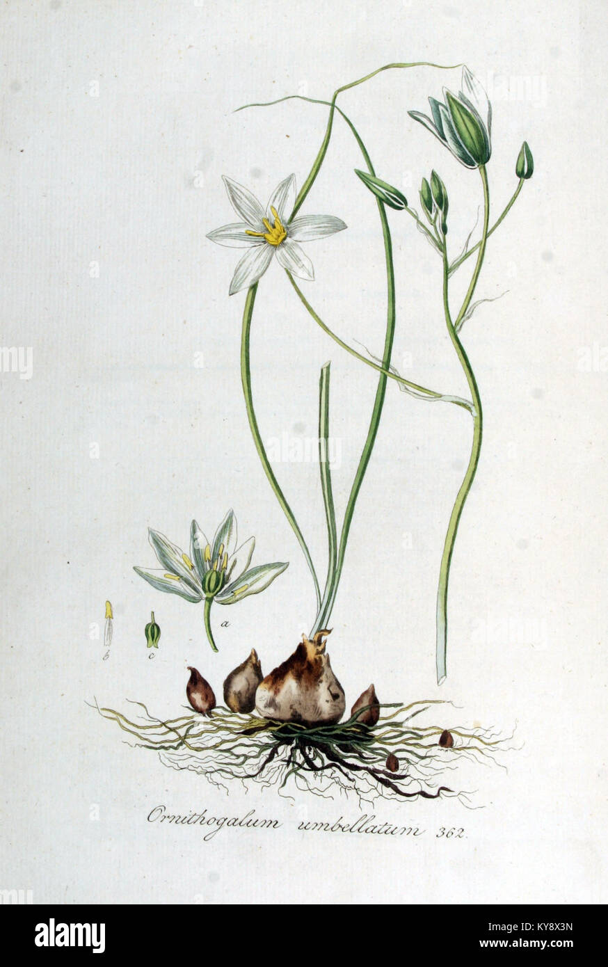 Ornithogalum umbellatum — Flora Batava — Volume v5 Stock Photo