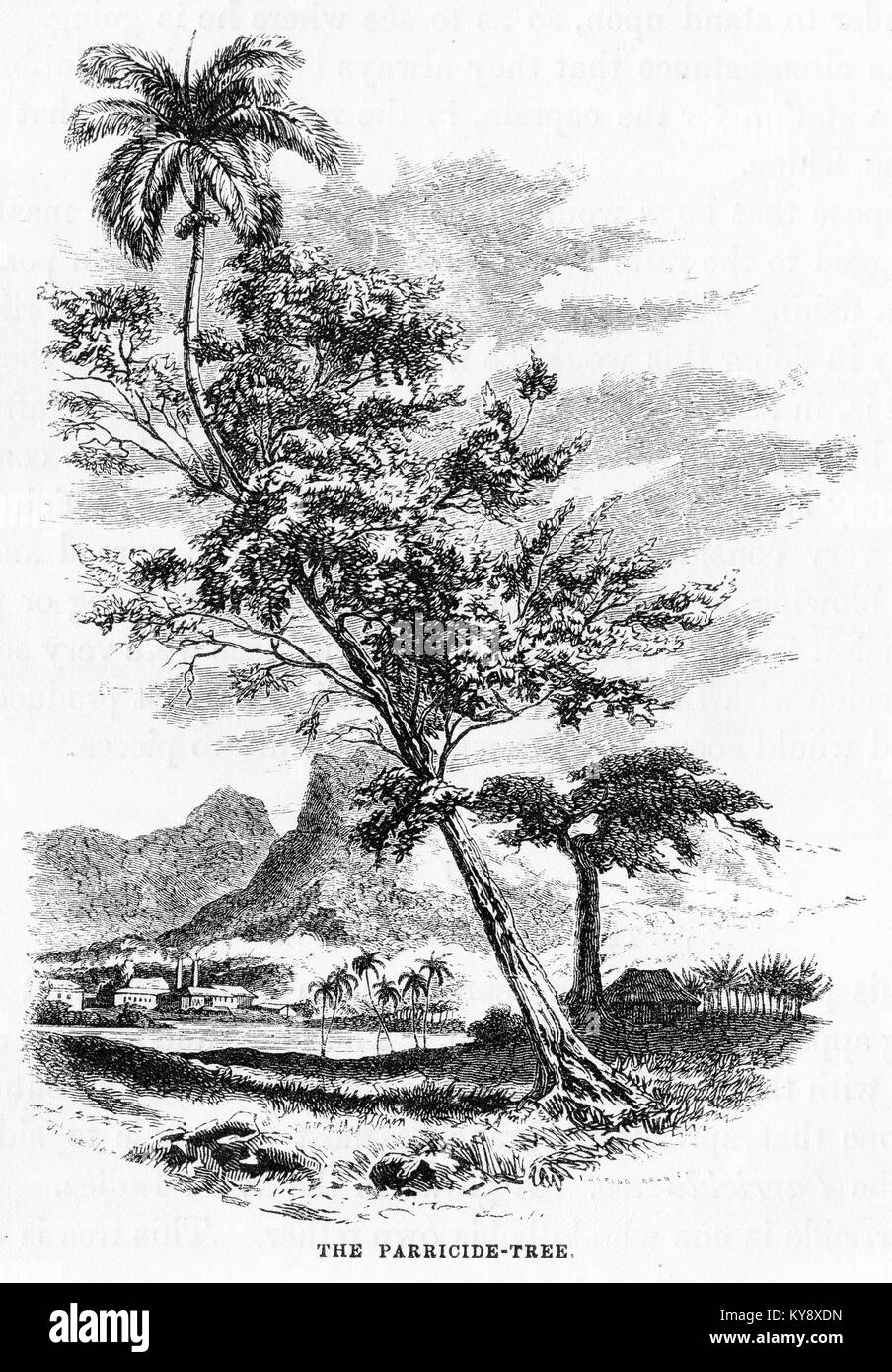 Engraving of a species of parasitic tree growing on a coconut palm in the tropics. From an original engraving in the Harper's Story Books by Jacob Abbott, 1854. Stock Photo