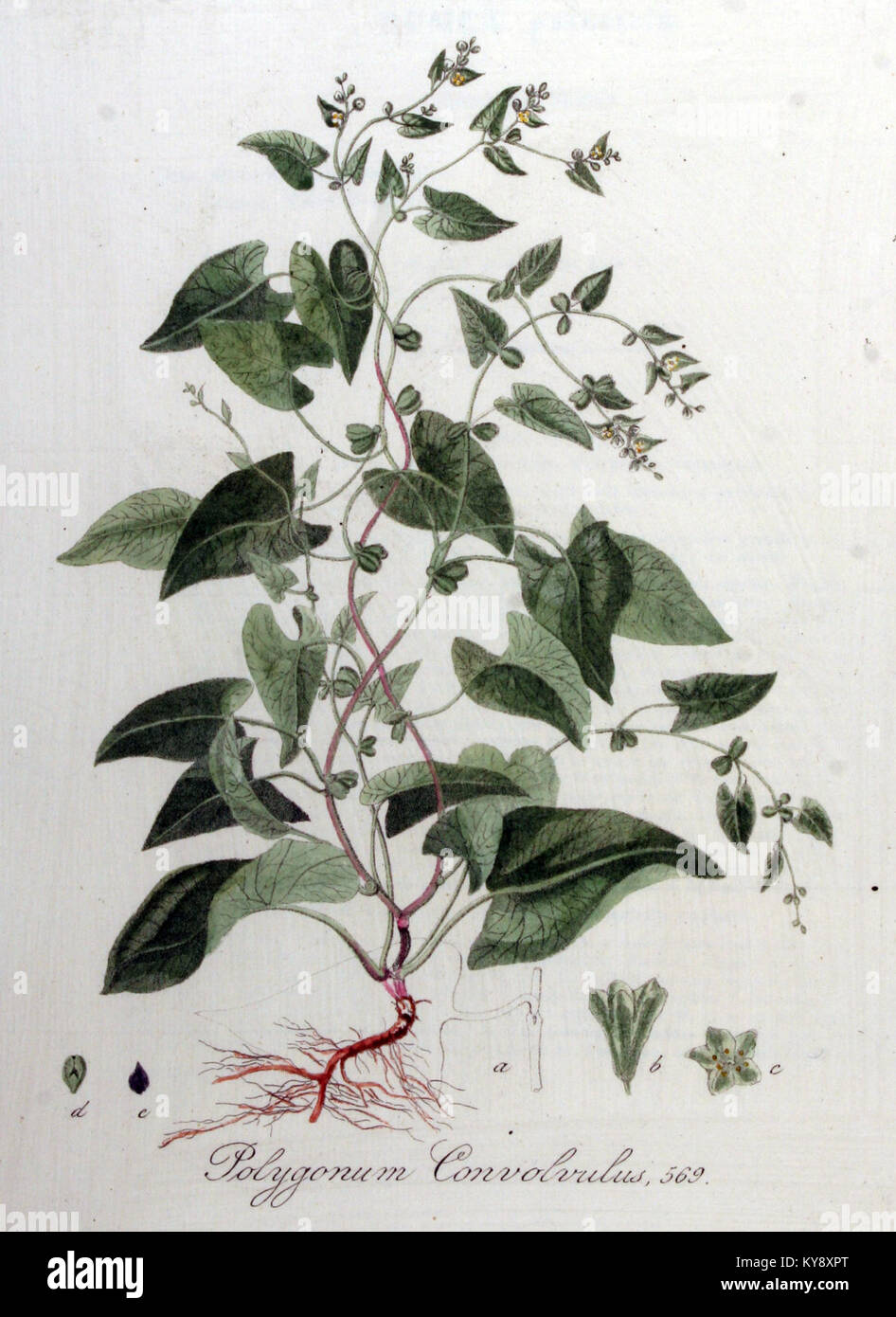 Polygonum convolvulus — Flora Batava — Volume v8 Stock Photo