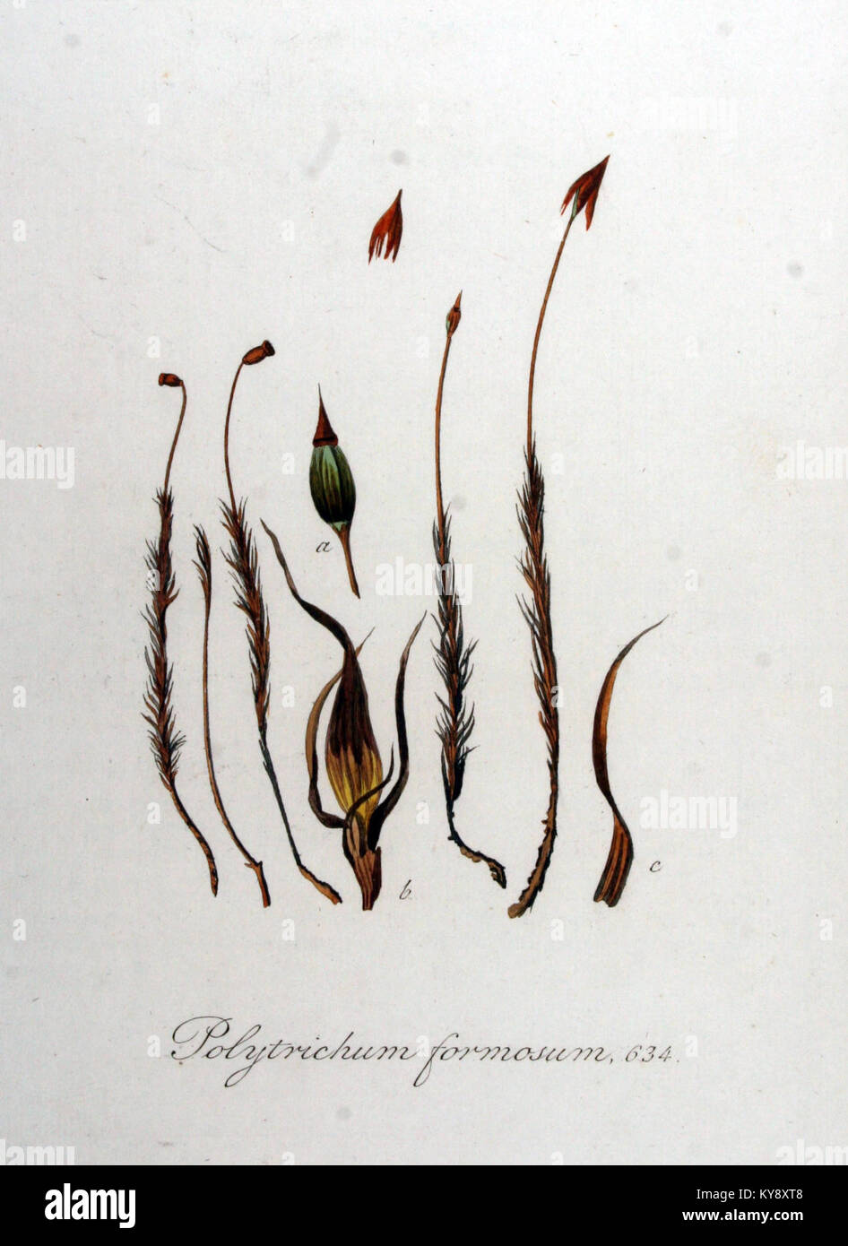 Polytrichum formosum — Flora Batava — Volume v8 Stock Photo