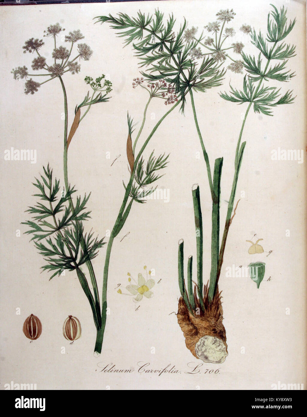 Selinum carvifolia — Flora Batava — Volume v9 Stock Photo