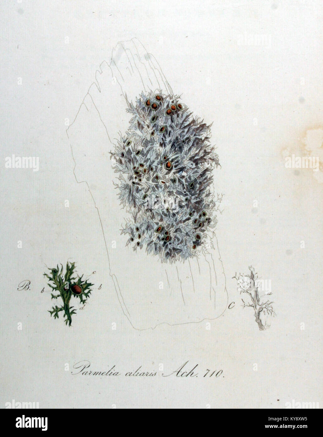 Parmelia ciliaris — Flora Batava — Volume v9 Stock Photo