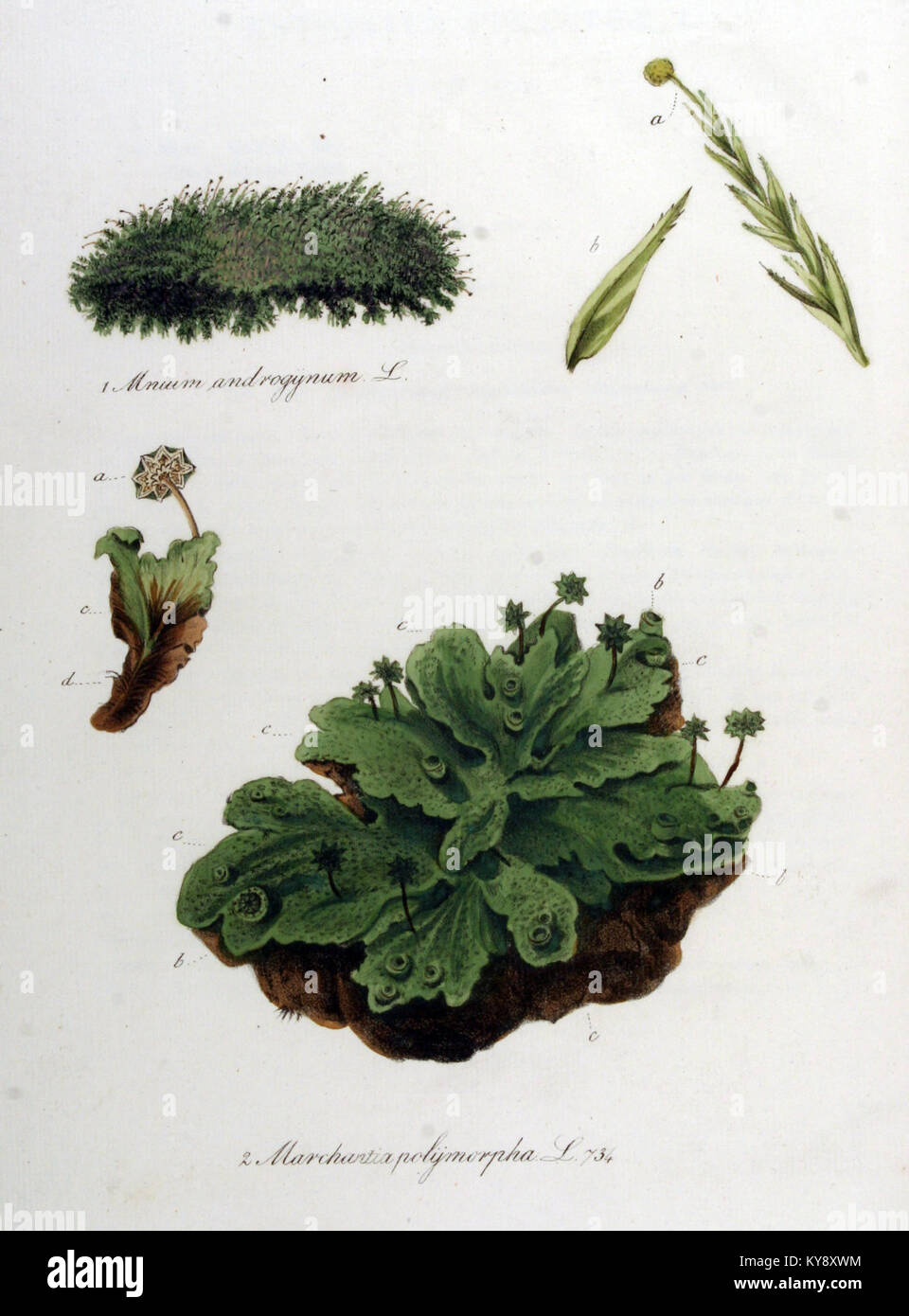 Marchantia polymorpha — Flora Batava — Volume v10 Stock Photo