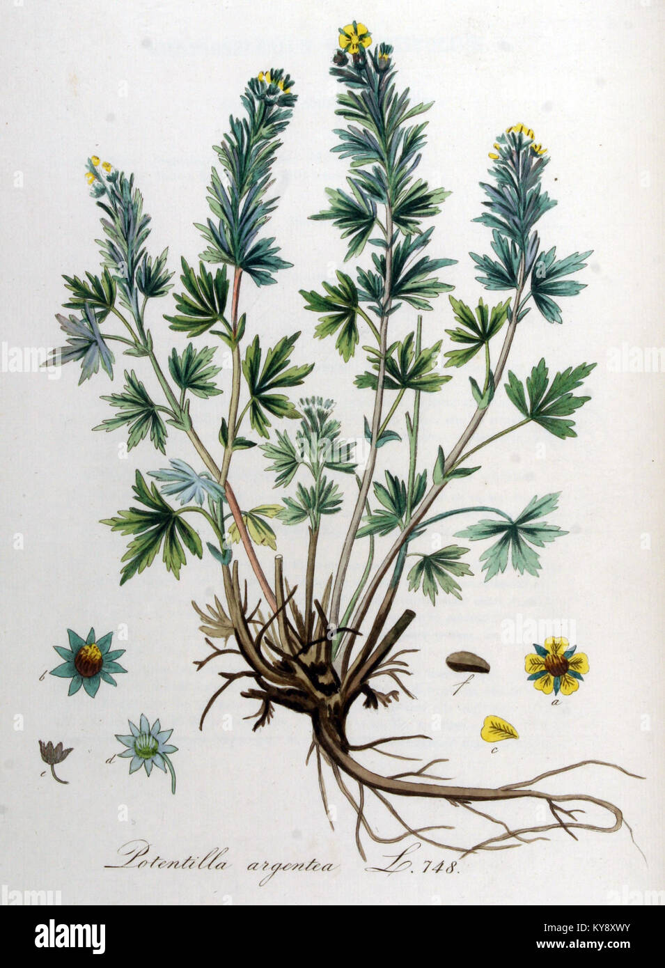 Potentilla argentea — Flora Batava — Volume v10 Stock Photo