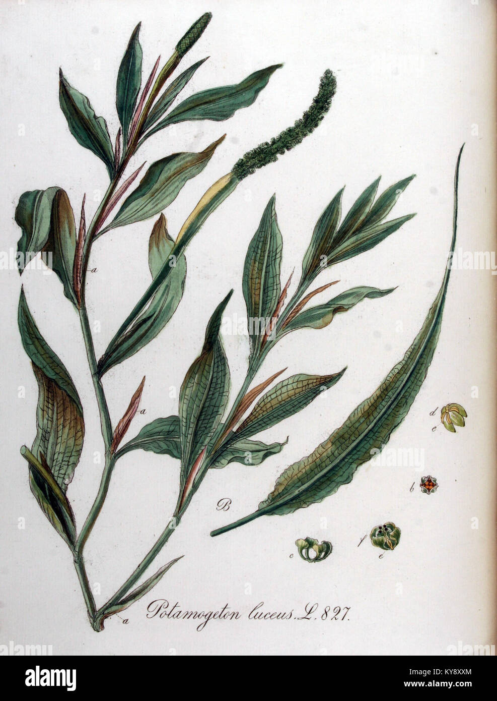 Potamogeton lucens — Flora Batava — Volume v11 Stock Photo