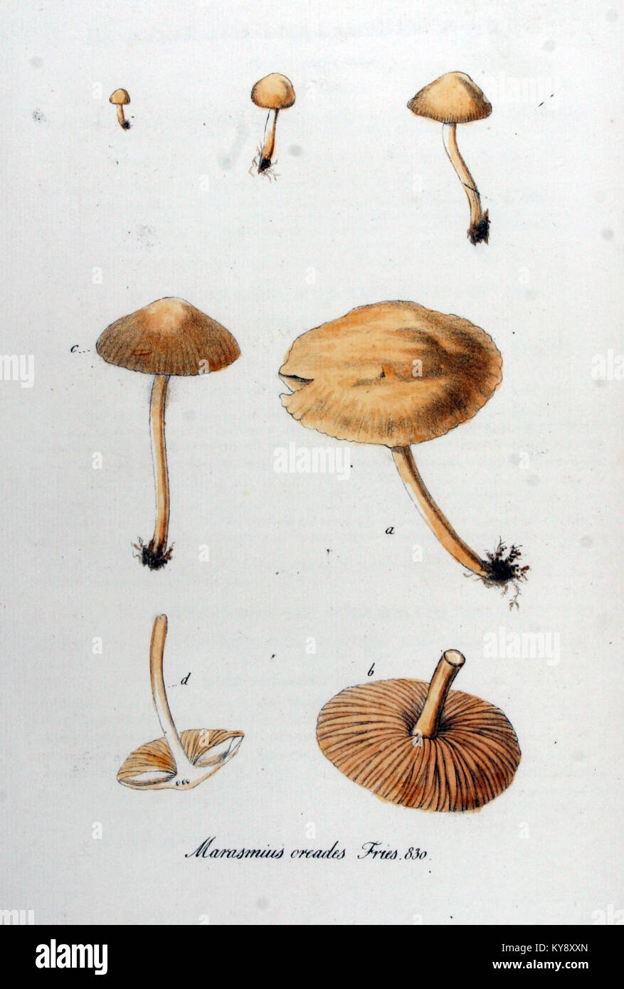 Marasmius oreades — Flora Batava — Volume v11 Stock Photo