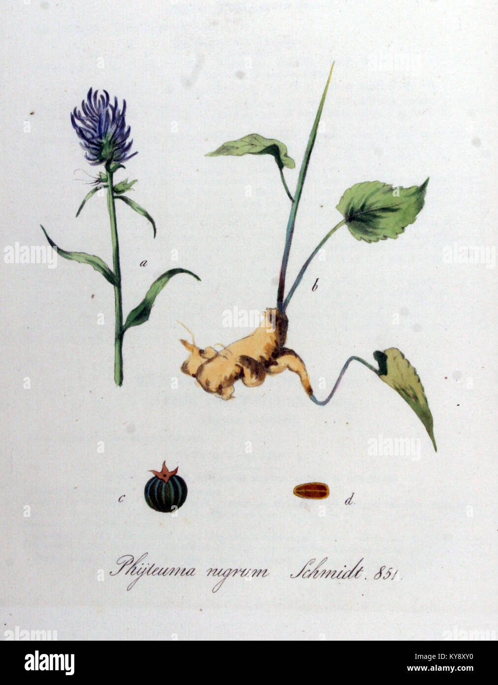 Phyteuma nigrum — Flora Batava — Volume v11 Stock Photo