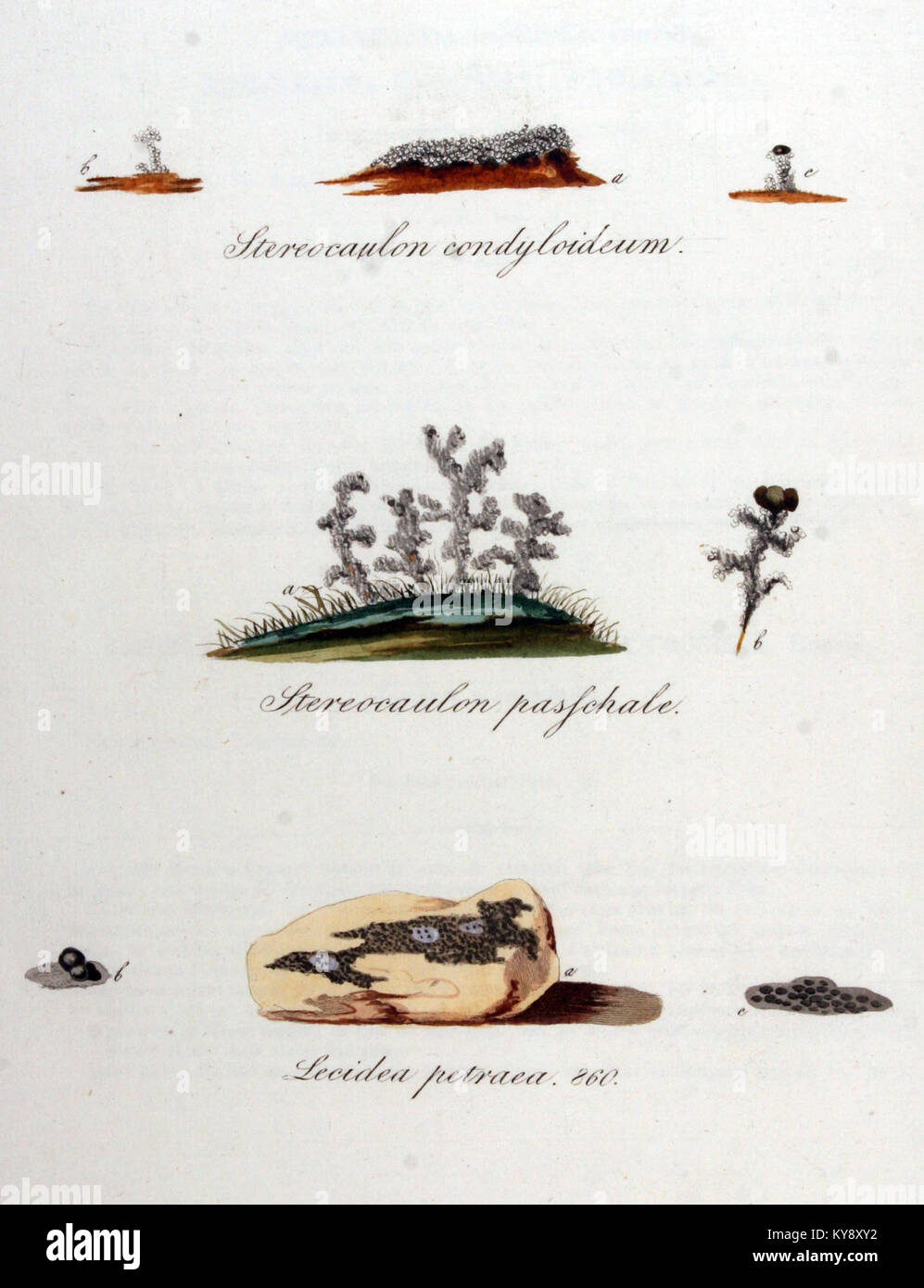 Stereocaulon condyloideum — Flora Batava — Volume v11 Stock Photo