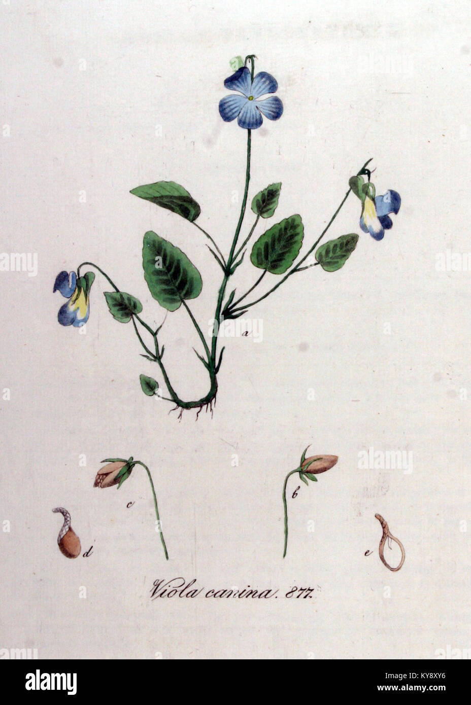 Viola canina — Flora Batava — Volume v11 Stock Photo