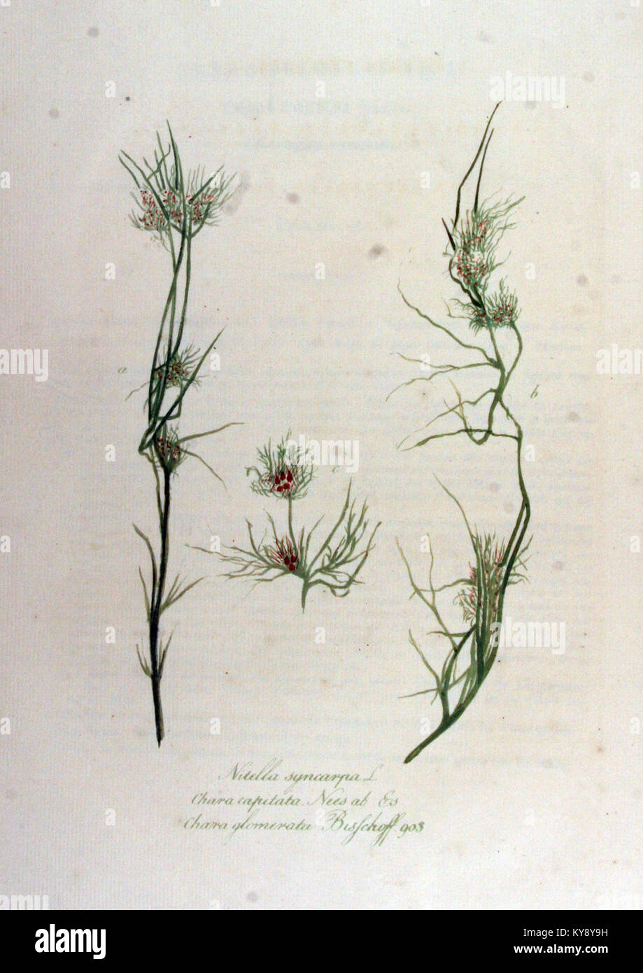 Nitella syncarpa — Flora Batava — Volume v12 Stock Photo