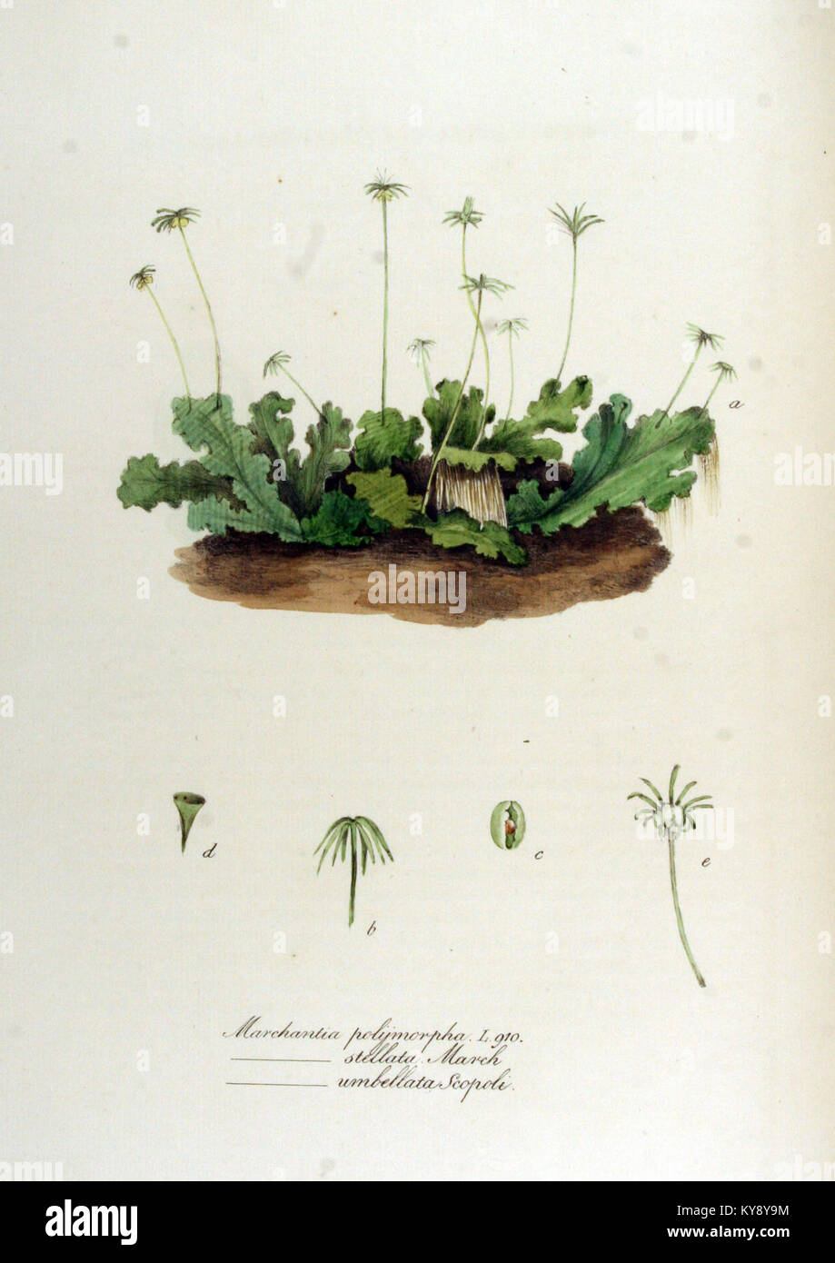Marchantia polymorpha — Flora Batava — Volume v12 Stock Photo