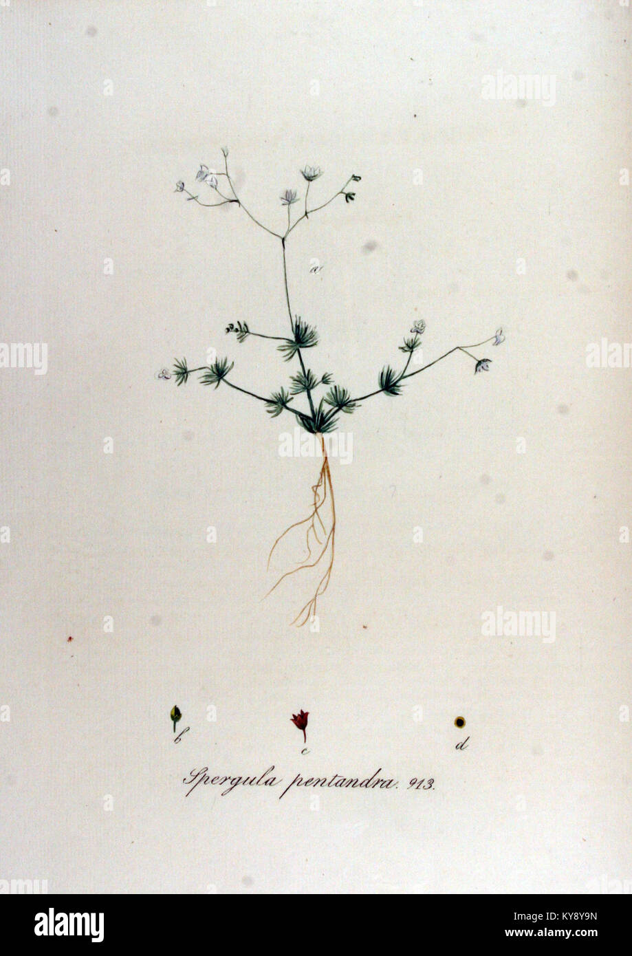 Spergula pentandra — Flora Batava — Volume v12 Stock Photo