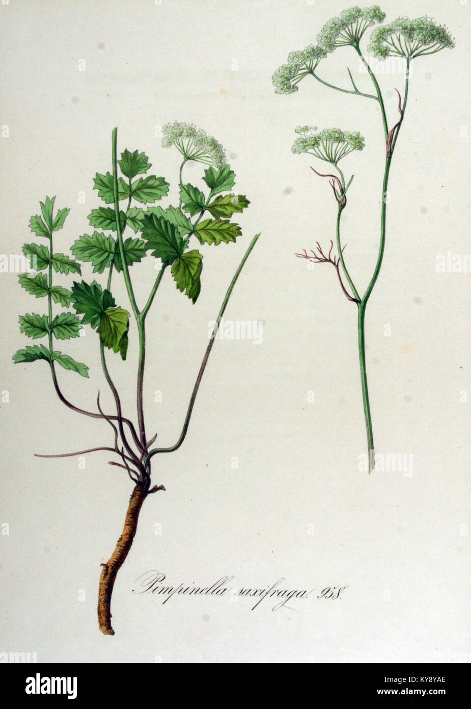 Pimpinella saxifraga — Flora Batava — Volume v12 Stock Photo
