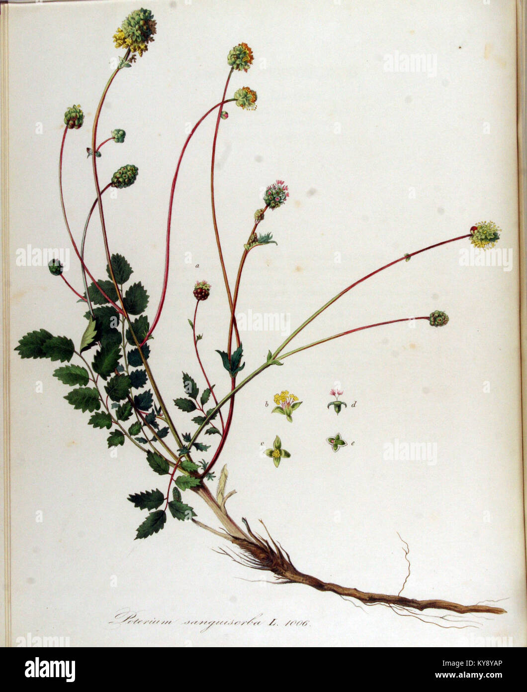 Poterium sanguisorba — Flora Batava — Volume v13 Stock Photo