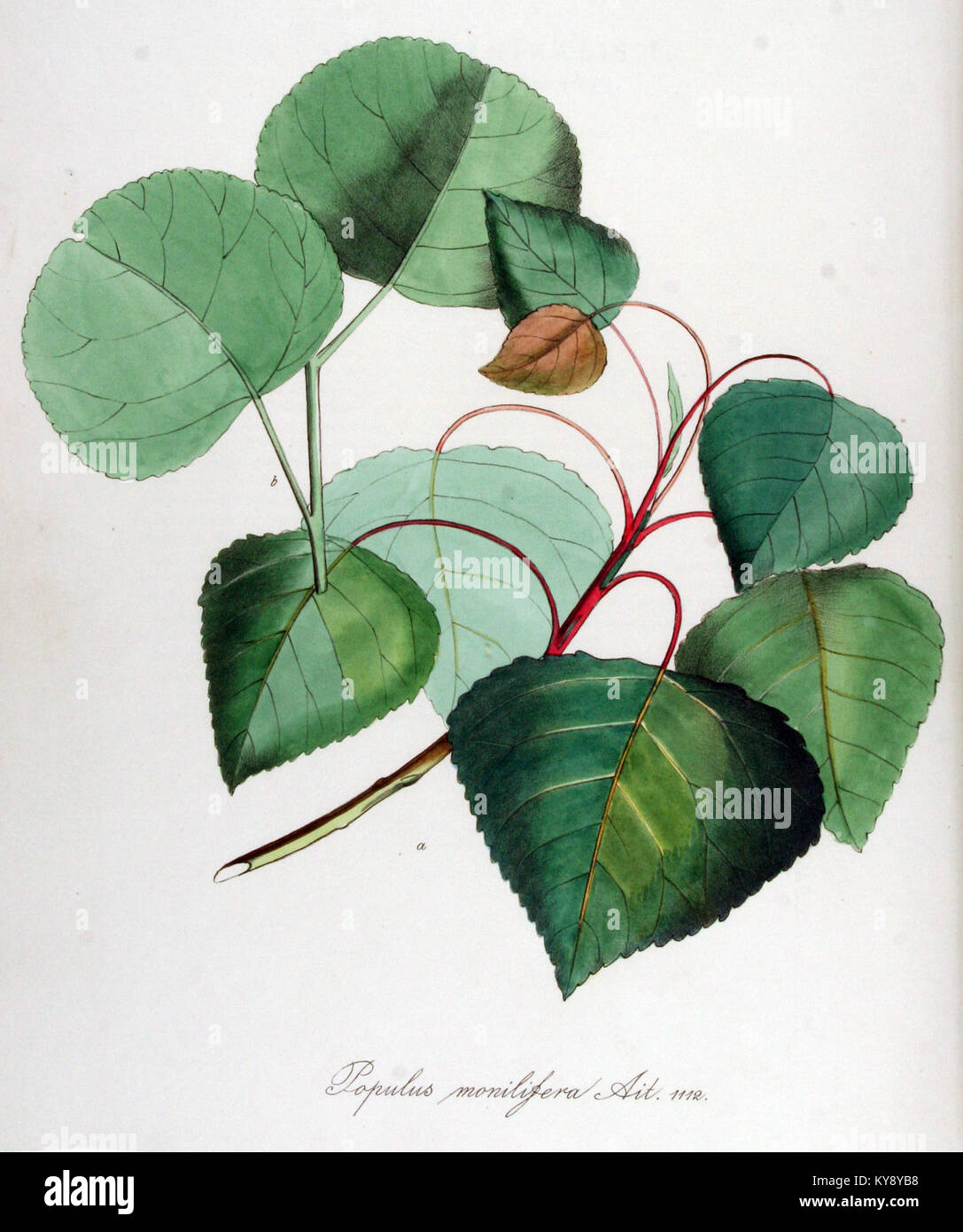 Populus monilifera — Flora Batava — Volume v14 Stock Photo