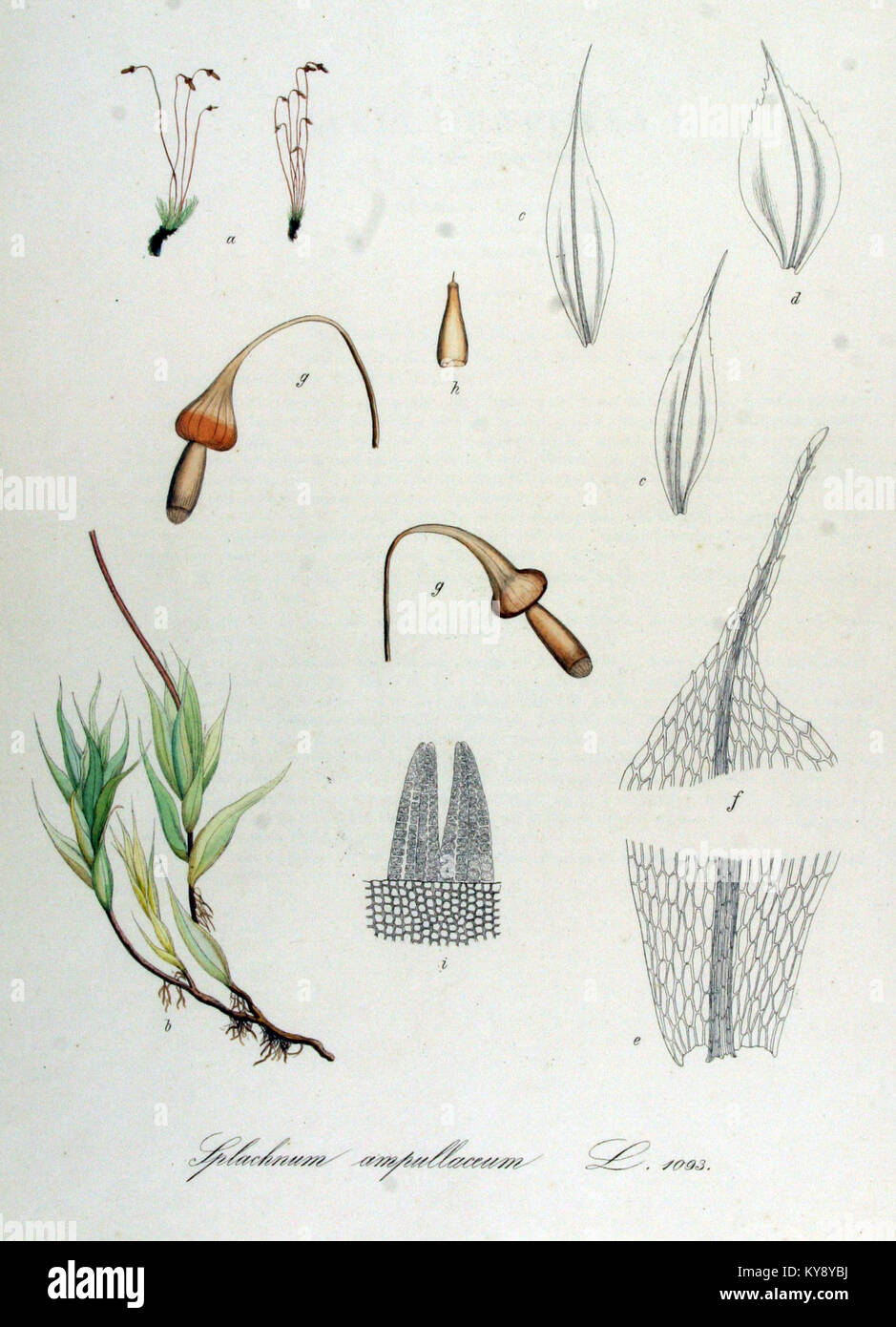 Splachnum ampullaceum — Flora Batava — Volume v14 Stock Photo