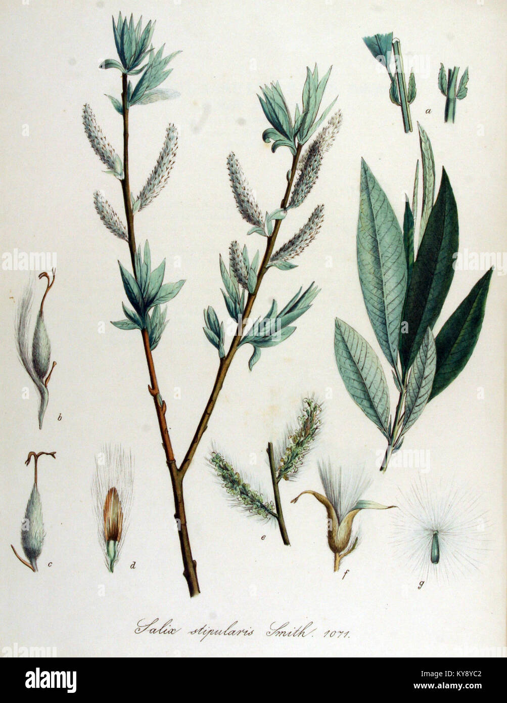 Salix stipularis — Flora Batava — Volume v14 Stock Photo