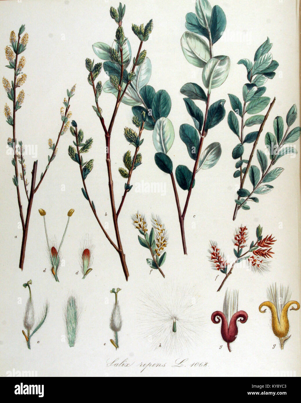 Salix repens — Flora Batava — Volume v14 Stock Photo