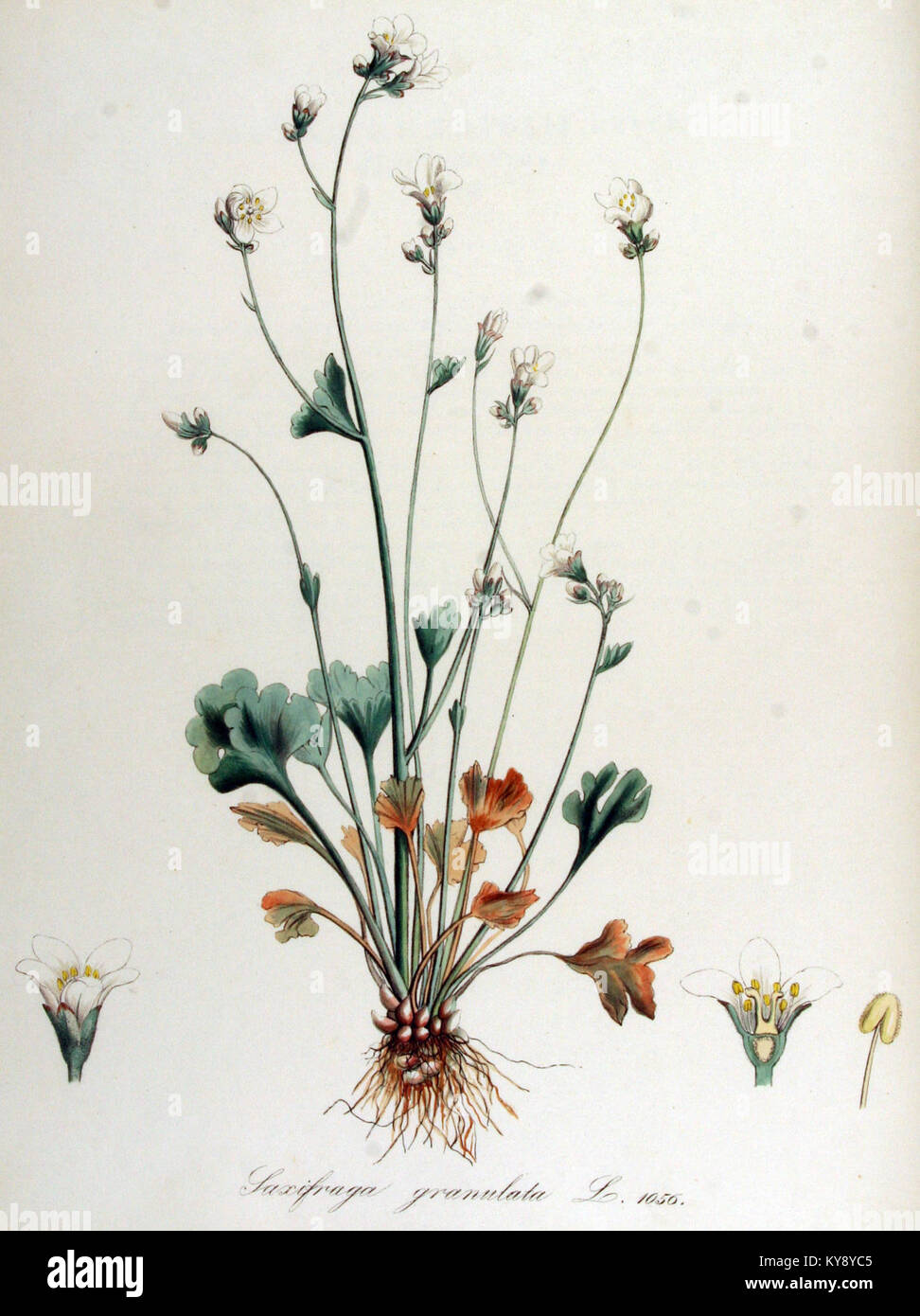 Saxifraga granulata — Flora Batava — Volume v14 Stock Photo