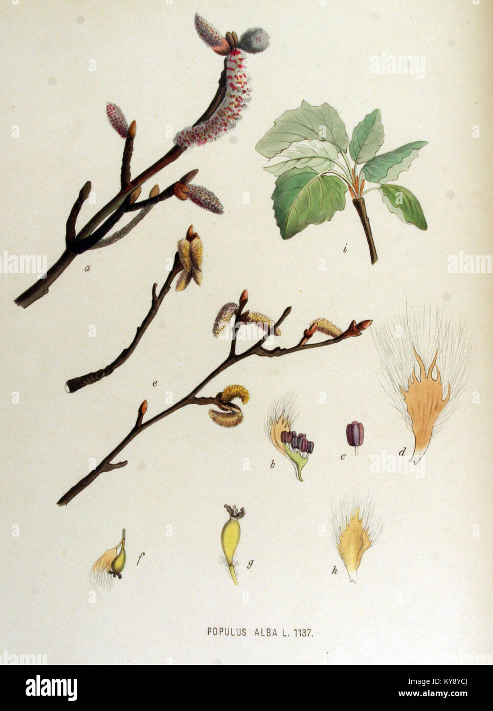 Populus Tree Growth This botanical illustration shows Populus alba, or white poplar ...