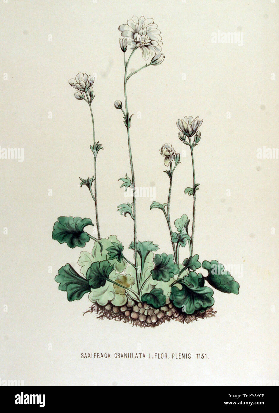 Saxifraga granulata — Flora Batava — Volume v15 Stock Photo