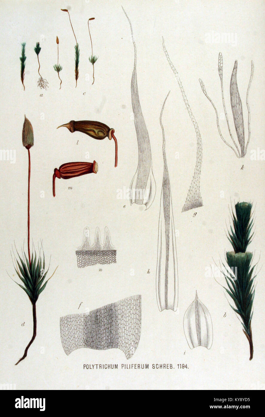 Polytrichum piliferum — Flora Batava — Volume v15 Stock Photo
