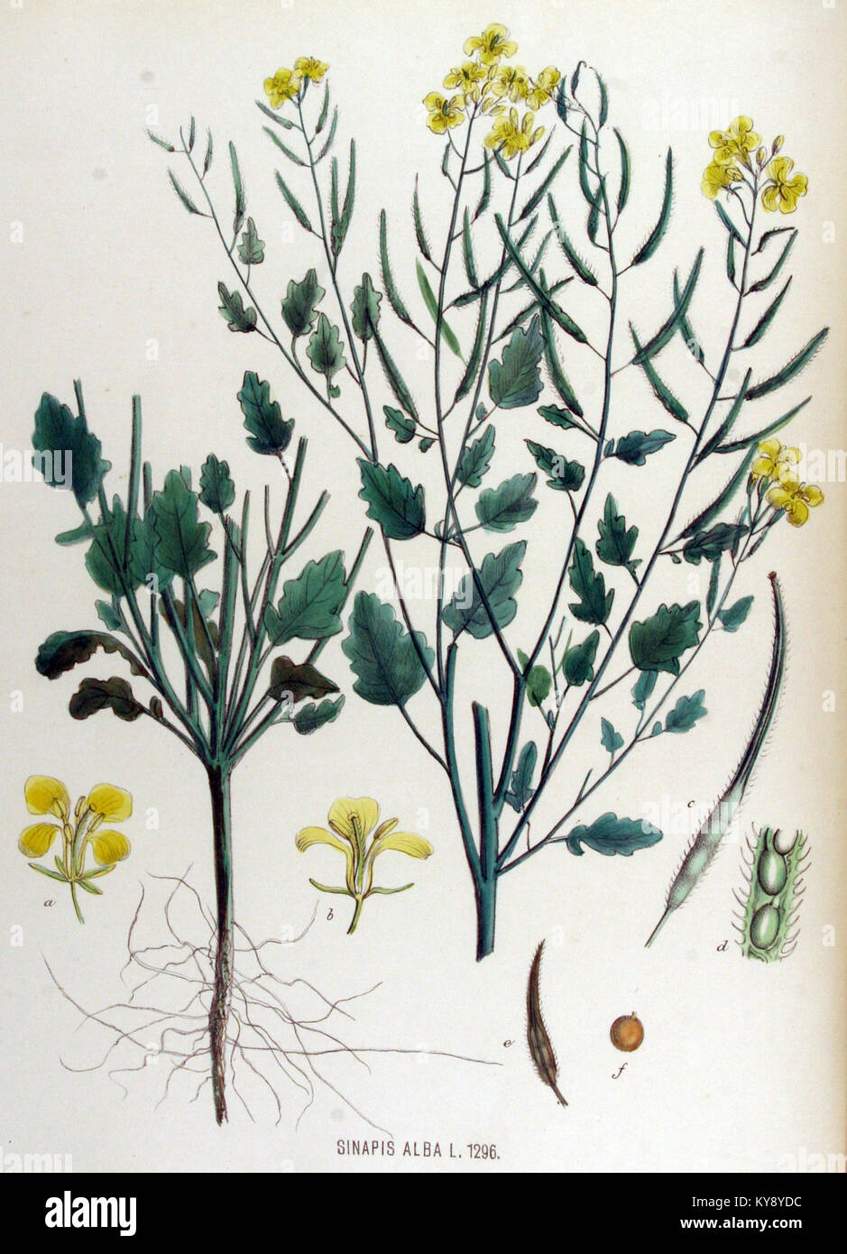 Sinapis alba botanical illustration hi-res stock photography and images ...