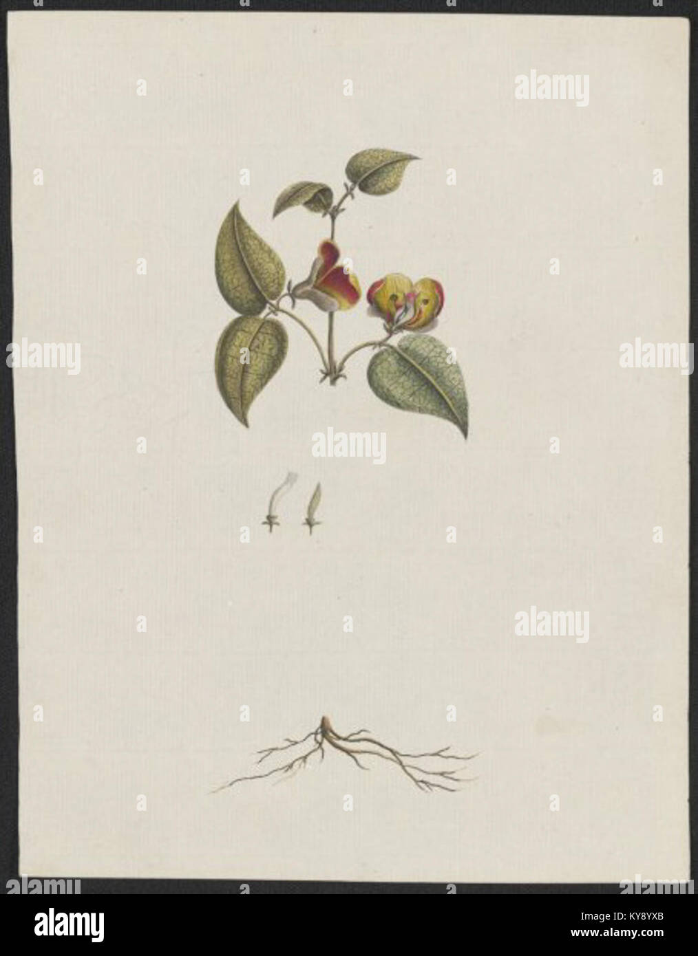 George raper hi-res stock photography and images - Alamy