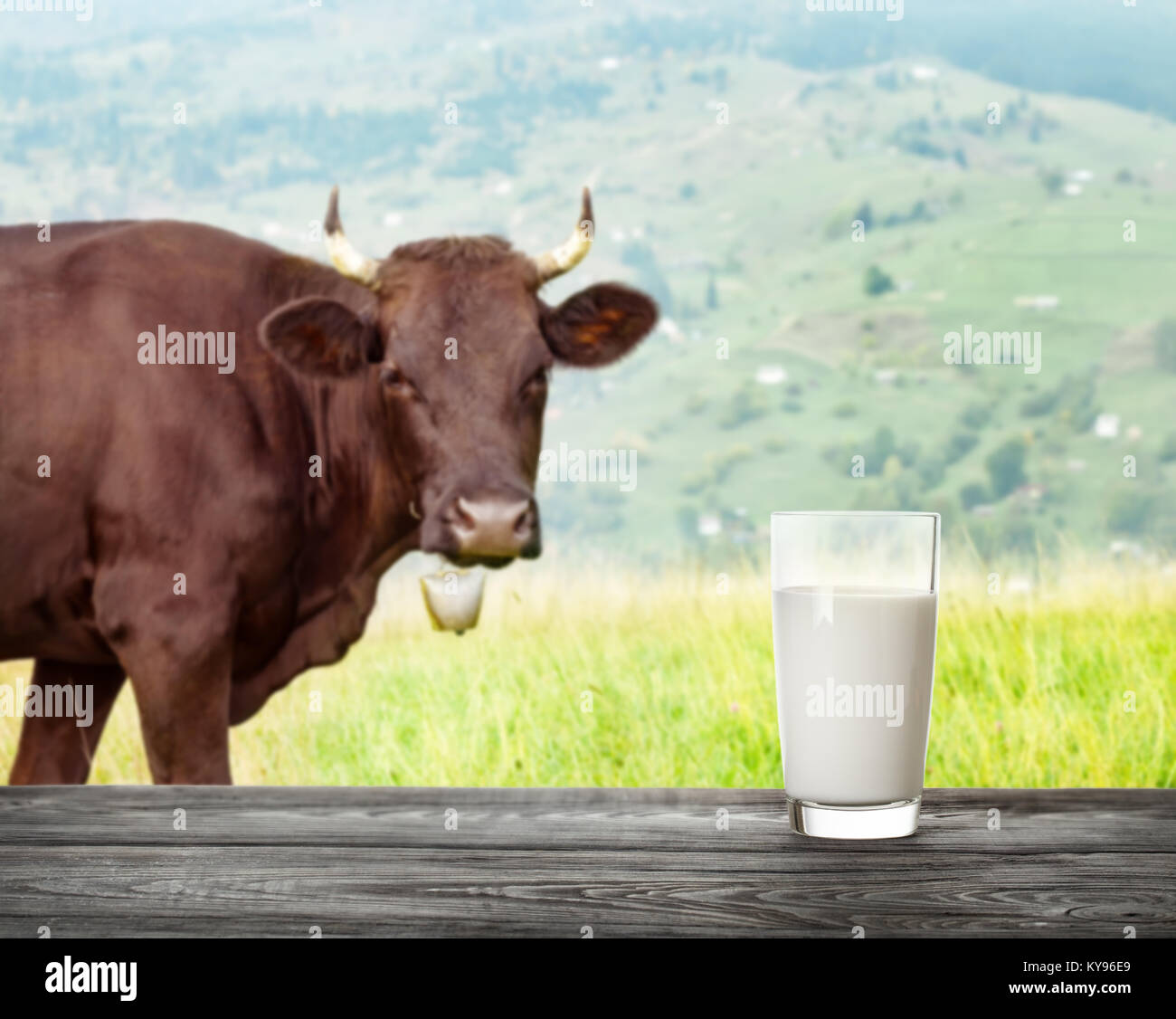 A glass of milk on cow background with bell on mountain pasture. The ...