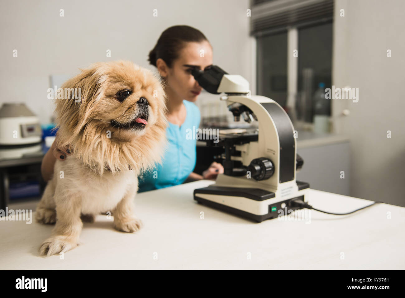 Female vet with dog and microscope. Female researcher with a microscope. Laboratory in the Veterinary Clinic. Focus on the dog. Stock Photo