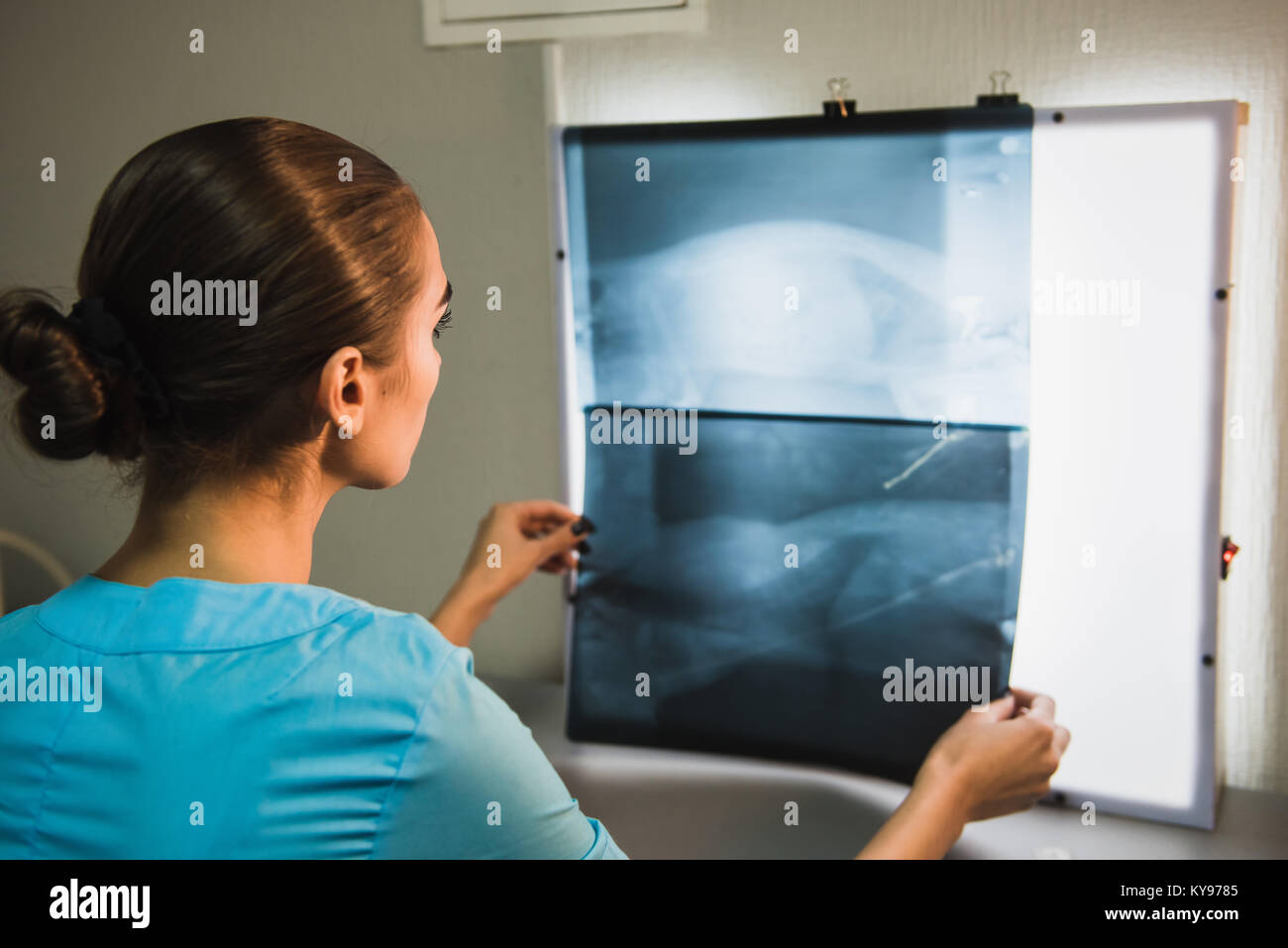 Back View of Vet Examining X-ray. Woman examining an animal radiography ...