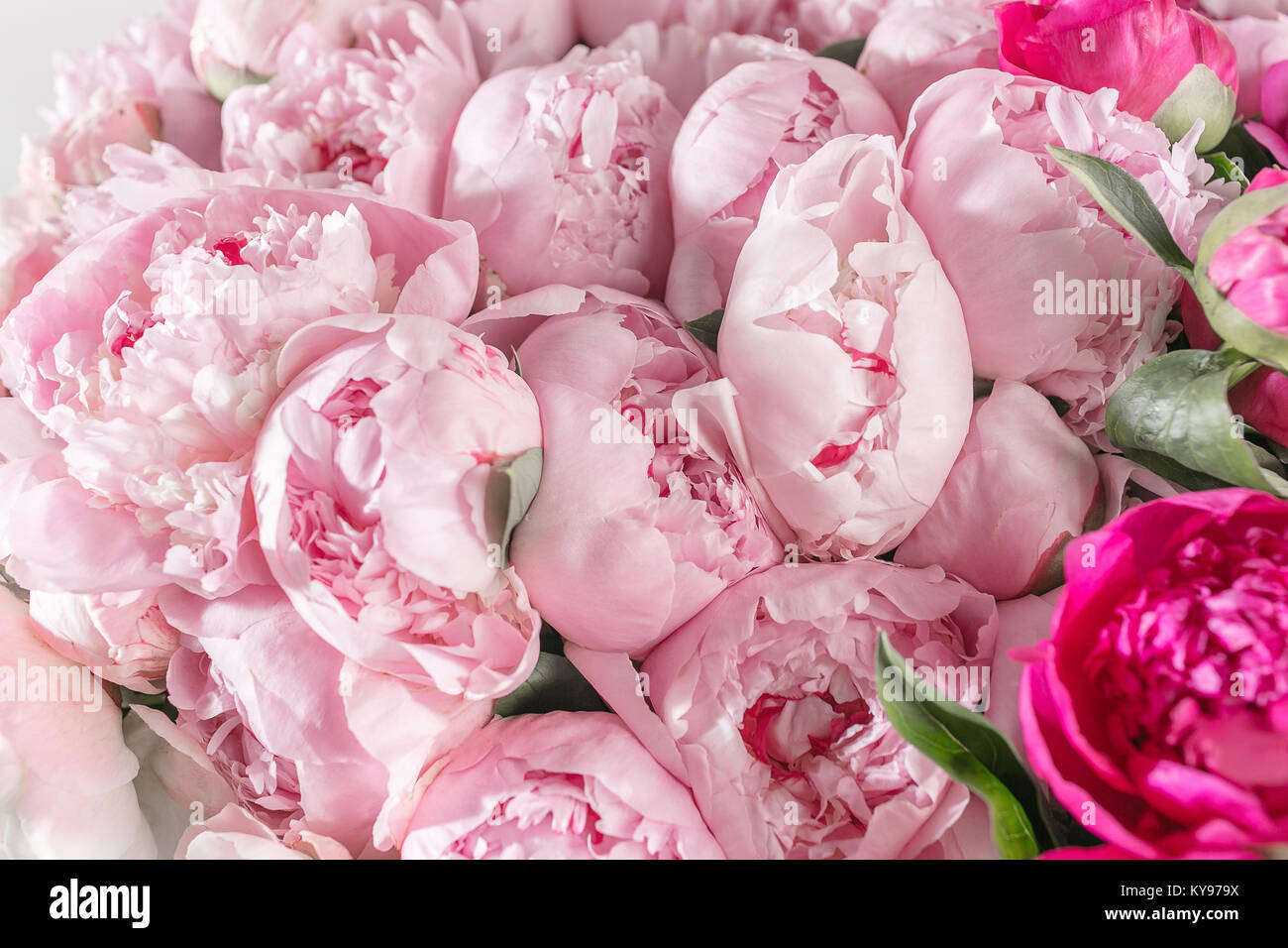 Elegant bouquet of a lot of peonies of pink color close up. Beautiful ...