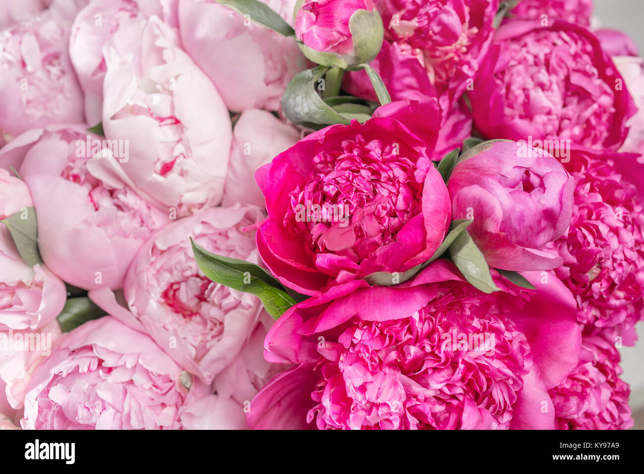 Elegant bouquet of a lot of peonies of pink color close up. Beautiful ...