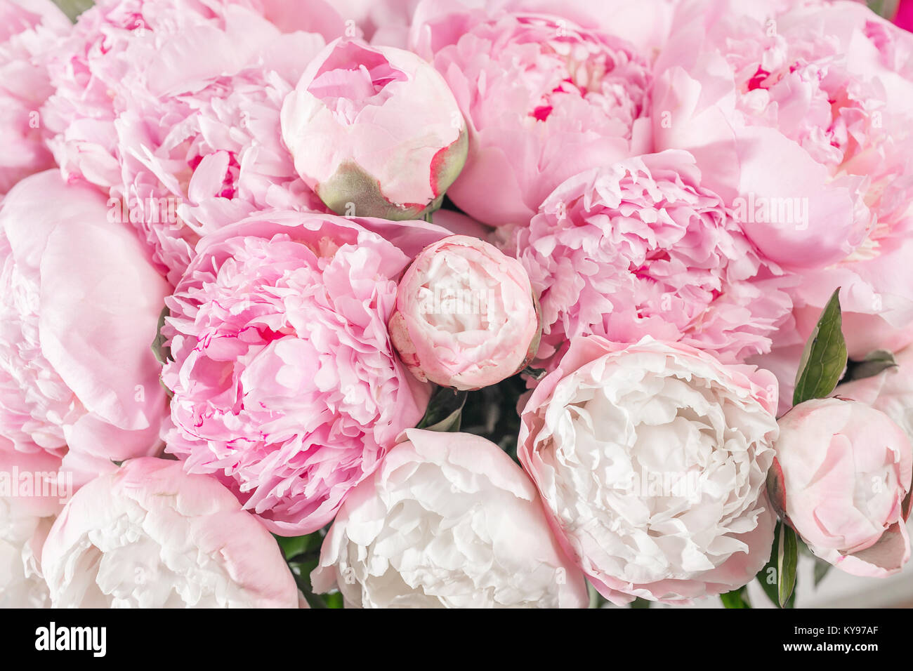 Peonies High Resolution Stock Photography And Images Alamy