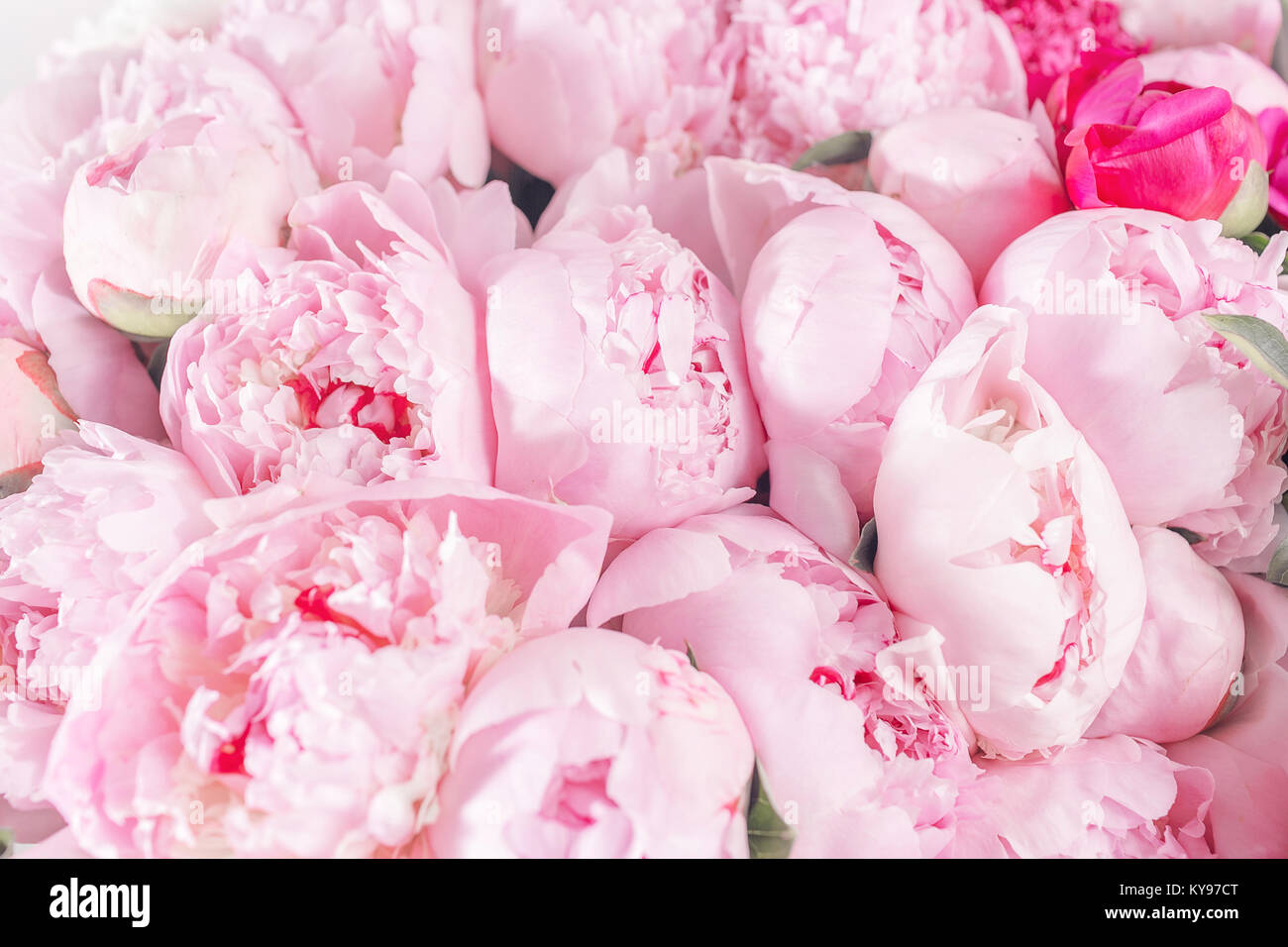 Elegant bouquet of a lot of peonies of pink color close up. Beautiful ...